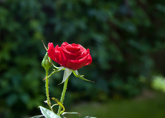 Art photo rose petals isolated on the natural blurred background. Closeup. For design, texture, background. Nature.
