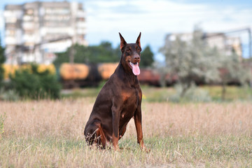 beautiful portrait of doberman