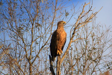 Volga Delta. Astrakhan Reserve. Eagle.