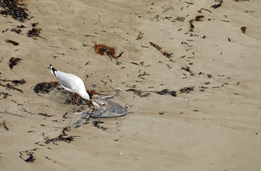 Möwe mit totem Hai am Strand