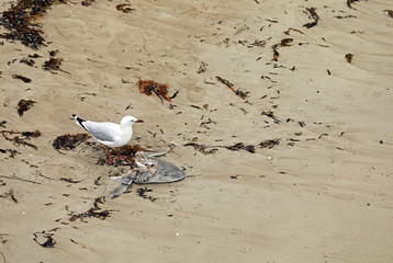 Möwe mit totem Hai am Strand