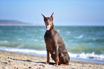 beautiful portrait of doberman