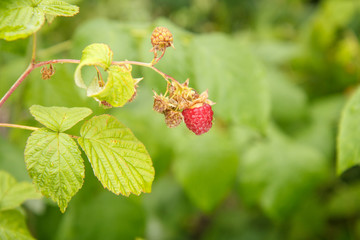 Ripe raspberry in the fruit garden. Selective focus.