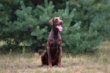 beautiful portrait of doberman