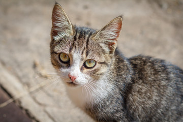 Gray and white tabby cat with blurred background.
