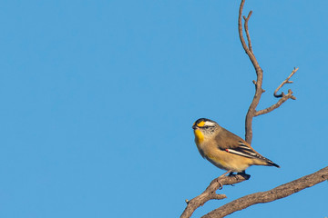 ​Striated Pardalote (Pardalotus striatus) race 