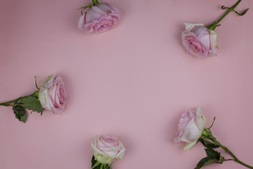 Large roses on a pink background with space for text