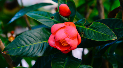 Pink Camellia flower blooming at garden
