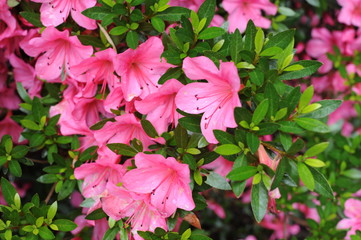 Pink Japanese azalea rhododendron flowers blooming in a garden during summer