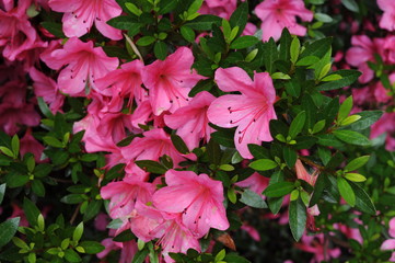 Pink Japanese azalea rhododendron flowers blooming in a garden during summer