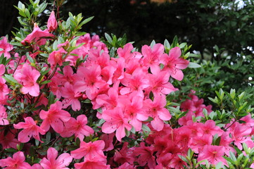 Pink Japanese azalea rhododendron flowers blooming in a garden during summer