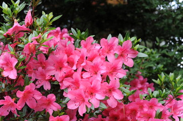 Pink Japanese azalea rhododendron flowers blooming in a garden during summer