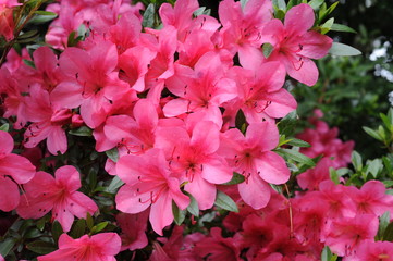 Pink Japanese azalea rhododendron flowers blooming in a garden during summer