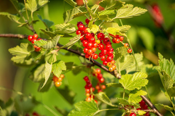 Currant tree with ripe fruits  close up under bright sunshine