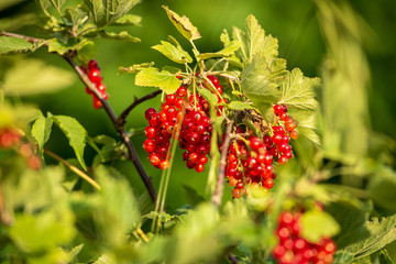 Currant tree with ripe fruits  close up under bright sunshine