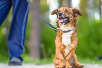 Domestic mongrel dog on a walk in the park on a leash.