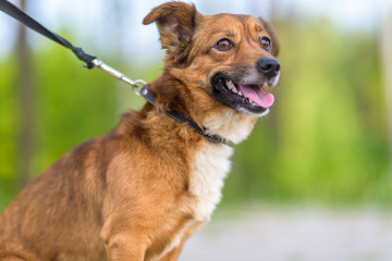 Naklejka premium Domestic mongrel dog on a walk in the park on a leash.