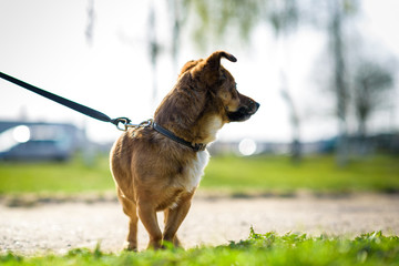 Domestic mongrel dog on a walk in the park on a leash.