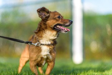 Domestic mongrel dog on a walk in the park on a leash.