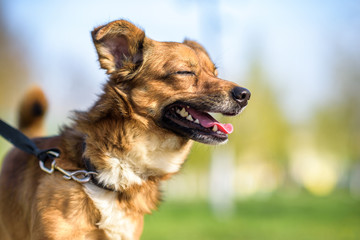 Domestic mongrel dog on a walk in the park on a leash.