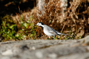 White Wagtail in a morning sun.