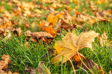 Fallen yellow leaves in the city park on autumn day