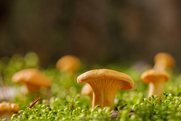 Chanterelle mushrooms on green forest moss. Bright mushrooms in the summer forest.