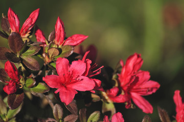 red azalea flowers in garden, Rhododendron indicum