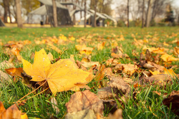 Trees and fallen yellow leaves in the city park,