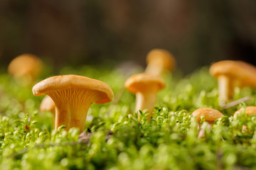 Chanterelle mushrooms on green forest moss. Bright mushrooms in the summer forest.
