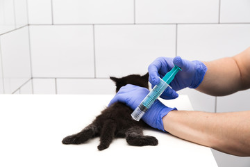 Checkup and treatment of a black kitten by a doctor at a vet clinic isolated on white background, vaccination of pets.