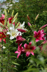 rare tree lily in summer garden