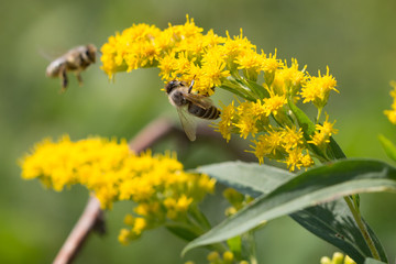 LEUTSTETTEN, BAVARIA / GERMANY - Aug 19, 2018: Two honey bees in search of food. One bee is still in the air, the other one has already reached its destination and is climbing yellow blooming blossoms