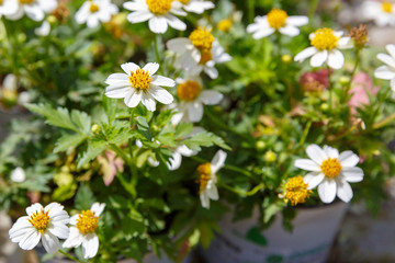 Bouquet from decorative chrysanthemum