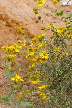 Bush of yellow chrysanthemum coronarium at desert