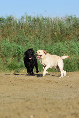 Labrador floats along the sea