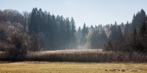 OBERPFAFFENHOFEN, BAVARIA / GERMANY - Dec 26, 2018: Panorama view of bavarian woods during winter. Fir trees reaching out to the sky, misty air lies over the reed in the foreground. Mystical landscape