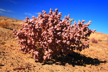 Uzbekistan Kyzylkum desert. Plant.
