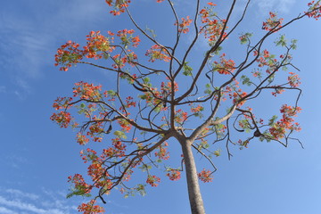 RED COLOR FLOWERS WITH NO LEAVES