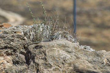 Stellio lizard on a stone