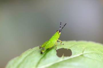 Green grasshopper on green leaf.