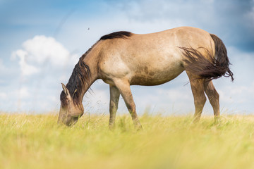 Lonely horse grazing in a park meadow.