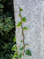 Plant climbing the wall
