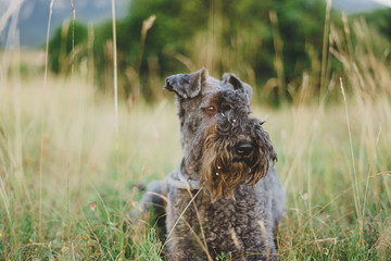 Kerry blue terrier stesa nell'erba