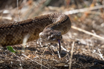 Northern Pacific Rattlesnake Head, Closeup in Dry Brush