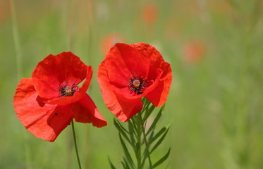 red poppy in field