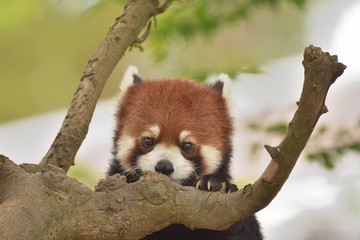 レッサーパンダ