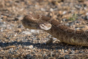 Northern Pacific Rattlesnake Closeup, Ready to Strike
