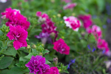  petunia flowers