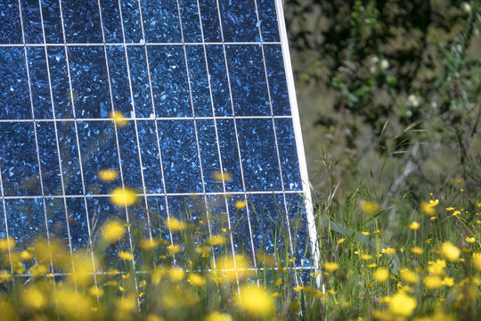 Solar Panel Closeup in Grassy Spring Wildflowers, on California Farm
